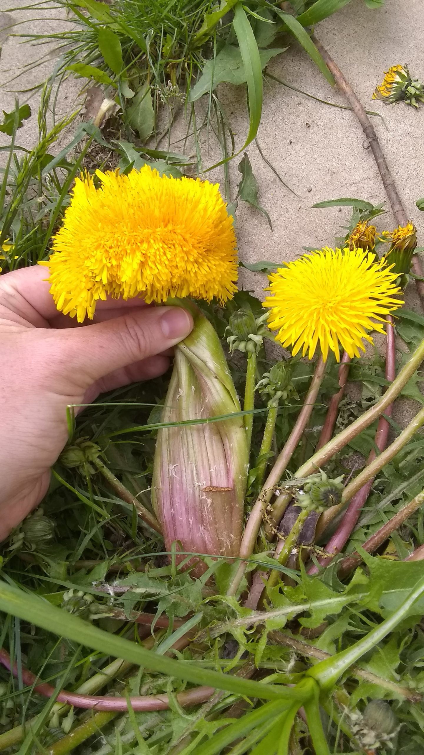 Dandelions+of+Chernobyl%2C+probably.