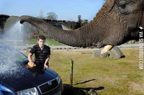 The+perks+of+having+an+elephant+for+a+friend.