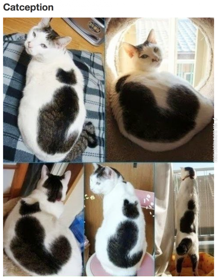 Catception.
