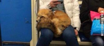 Just+a+fox+on+the+subway