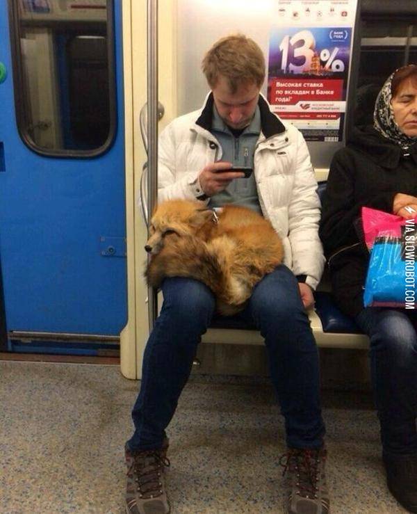 Just+a+fox+on+the+subway