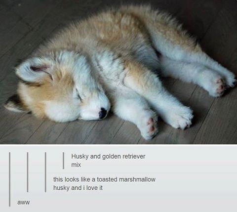 Husky+and+Golden+Retriever+Mix