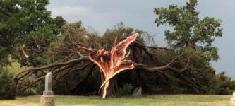 Cedar+Tree+after+a+storm+in+Central+Kansas