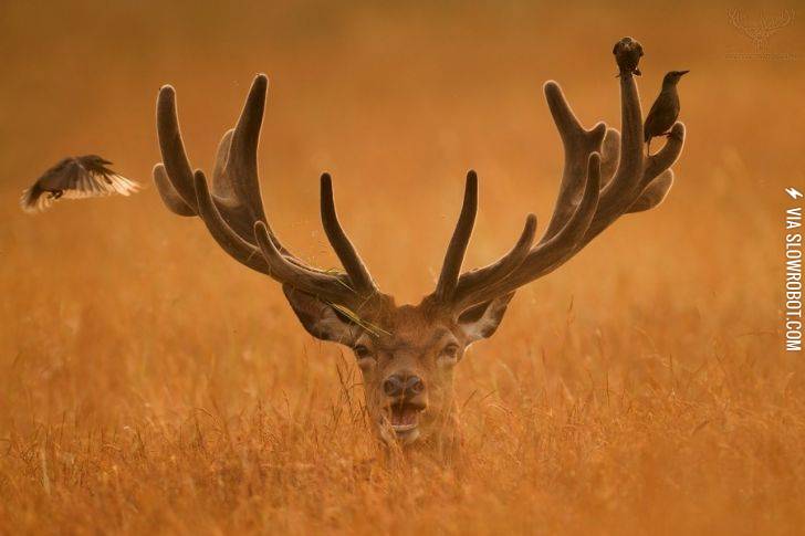 Peaceful+coexistence