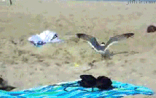 How+to+catch+a+seagull.