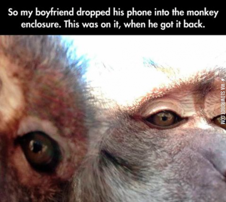 Monkey+selfie.
