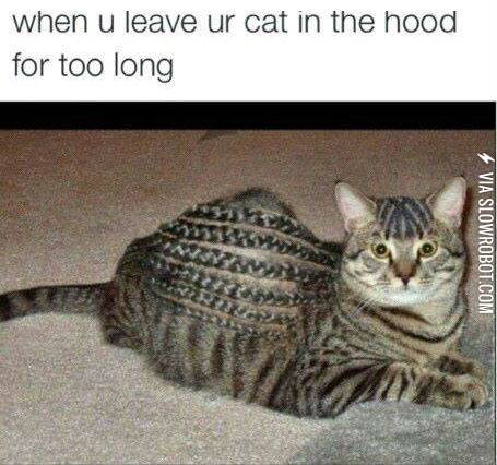A+cat+in+da+hood.