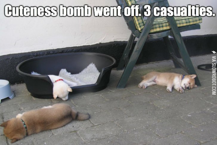 Cuteness+bomb.