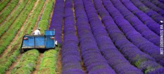 Harvesting+Lavender