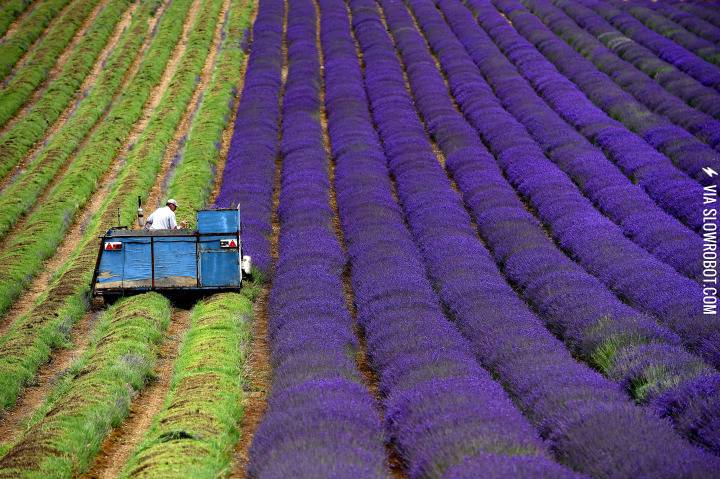 Harvesting+Lavender