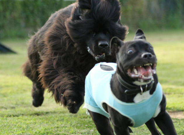 My+pitbull+always+thought+he+was+the+biggest+dog+at+the+dog+park.