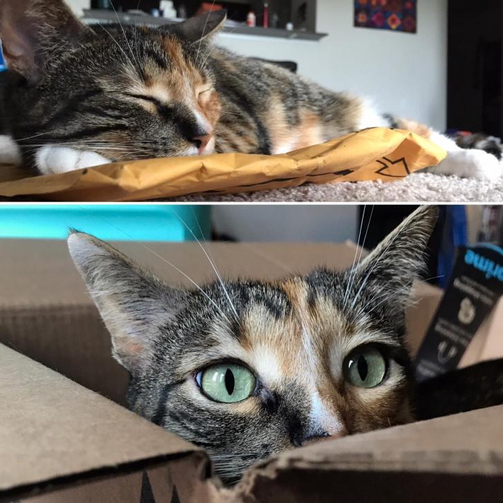 My+cat+enjoying+the+aftermath+of+Amazon+prime+day