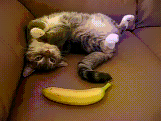 How+did+this+banana+get+here%3F%21