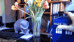 Kitten+discovers+the+Tardis