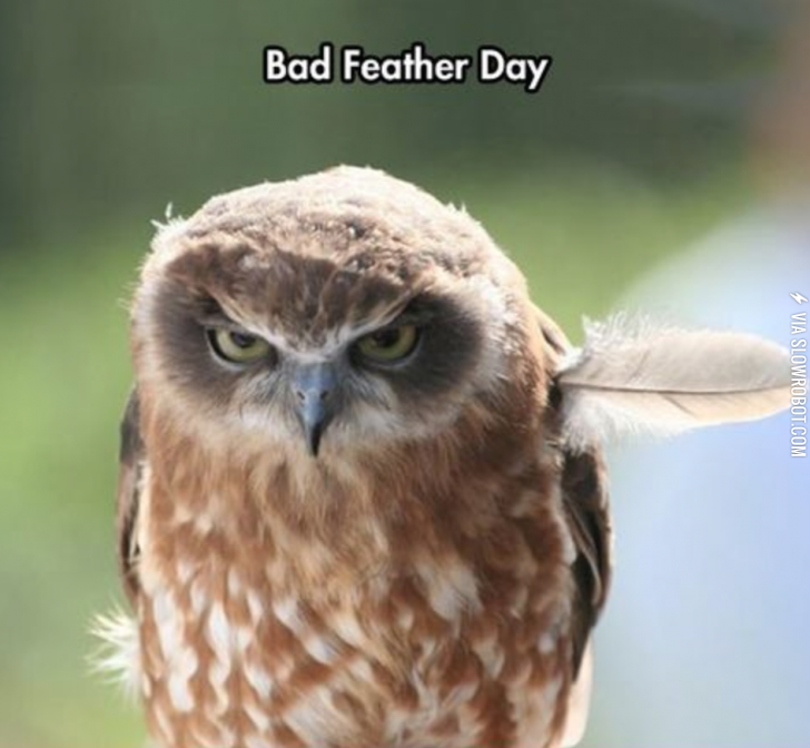 Bad+feather+day.