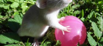 Rats+are+cute+too%21