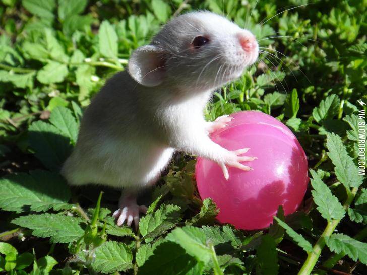 Rats+are+cute+too%21