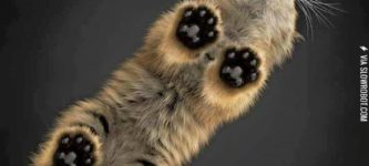 Cat+toes