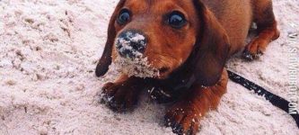 Sandy+nose