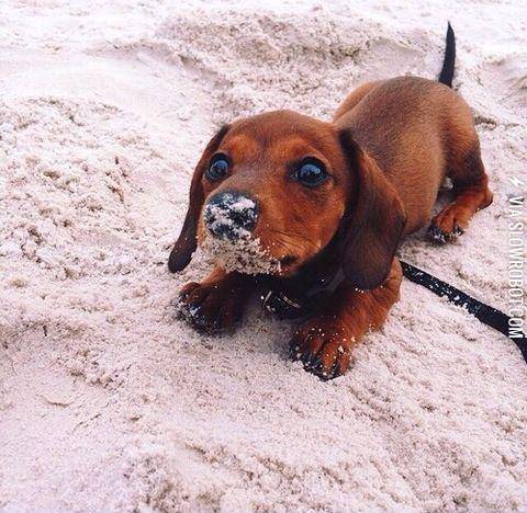 Sandy+nose