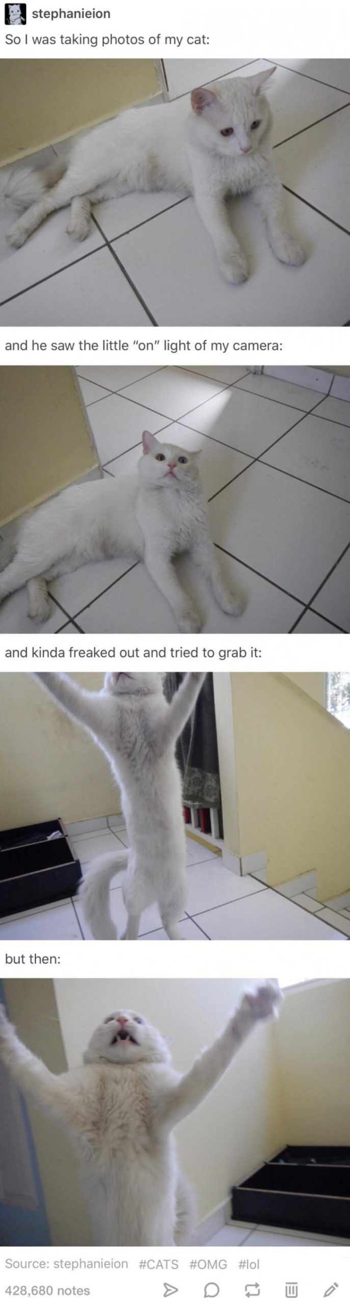 So+I+was+taking+photos+of+my+cat%26%238230%3B