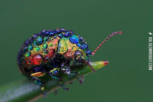Dew+drops+on+a+beetle.