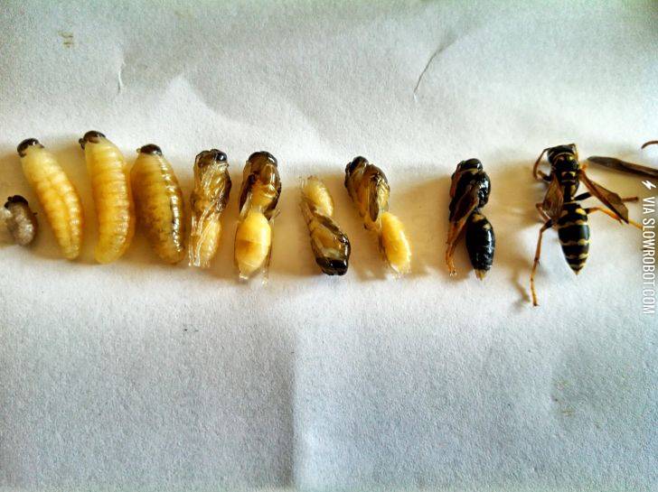 Varying+stages+of+NOPE.