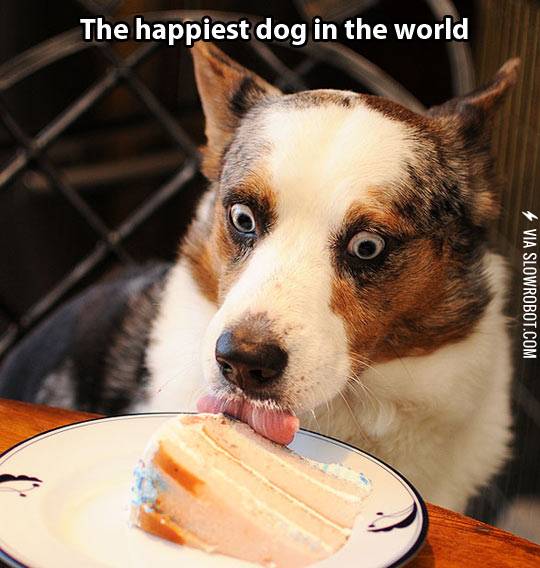 The+happiest+dog+in+the+world.