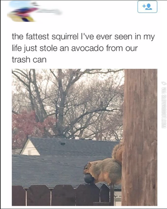 That+Is+One+Fat+Squirrel