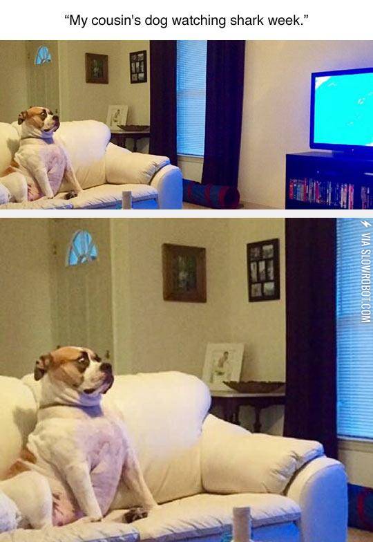Dog+Sees+A+Shark