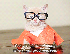 Orange+is+the+new+kitty.