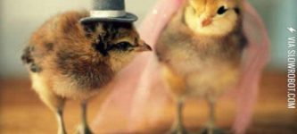 Baby+Chicks+with+Tiny+Hats