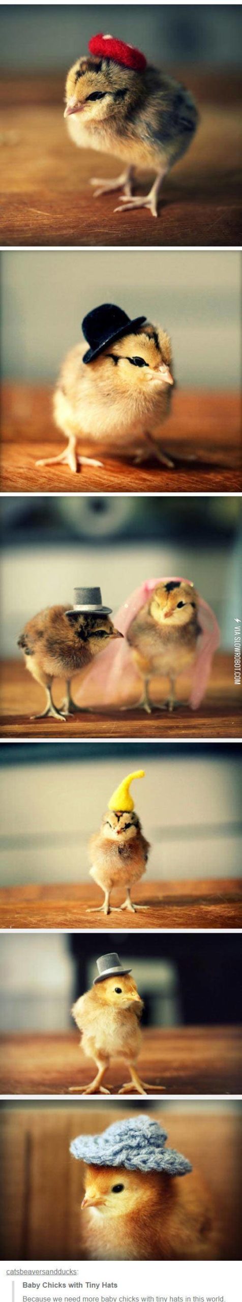 Baby+Chicks+with+Tiny+Hats