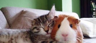 A+Kitty+And+A+Guinea