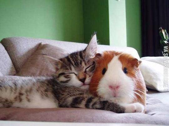 A+Kitty+And+A+Guinea