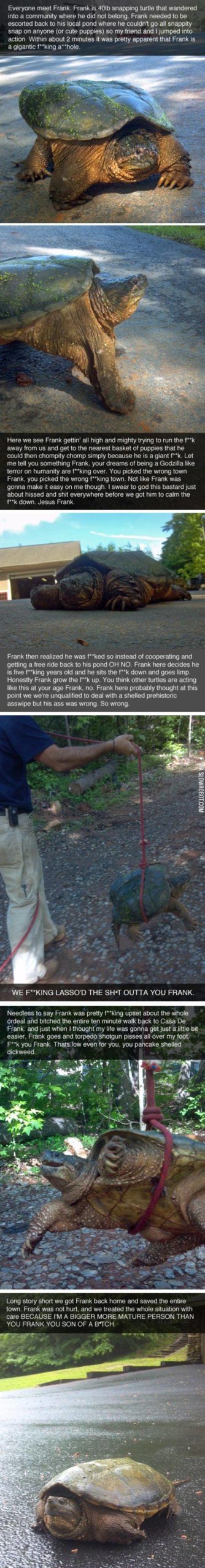 Meet+Frank+The+Turtle