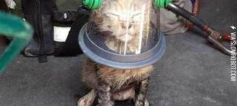 Cat+wearing+a+special+oxygen+mask+after+being+rescued+from+a+house+fire