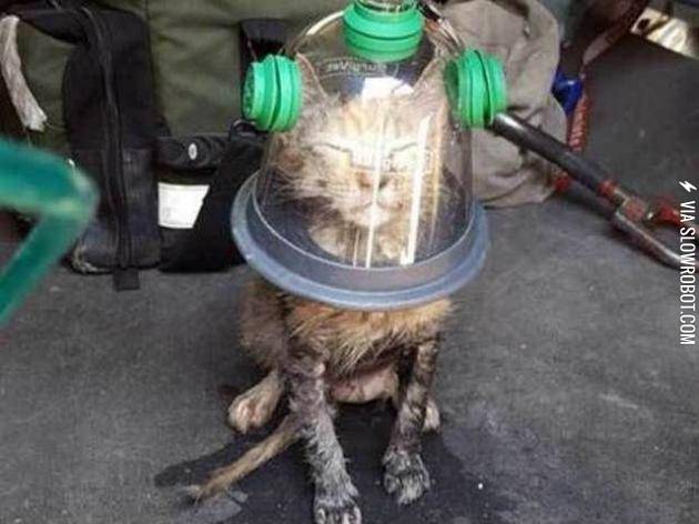 Cat+wearing+a+special+oxygen+mask+after+being+rescued+from+a+house+fire