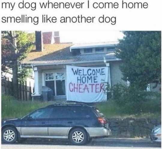 When+I+come+home+smelling+like+another+dog