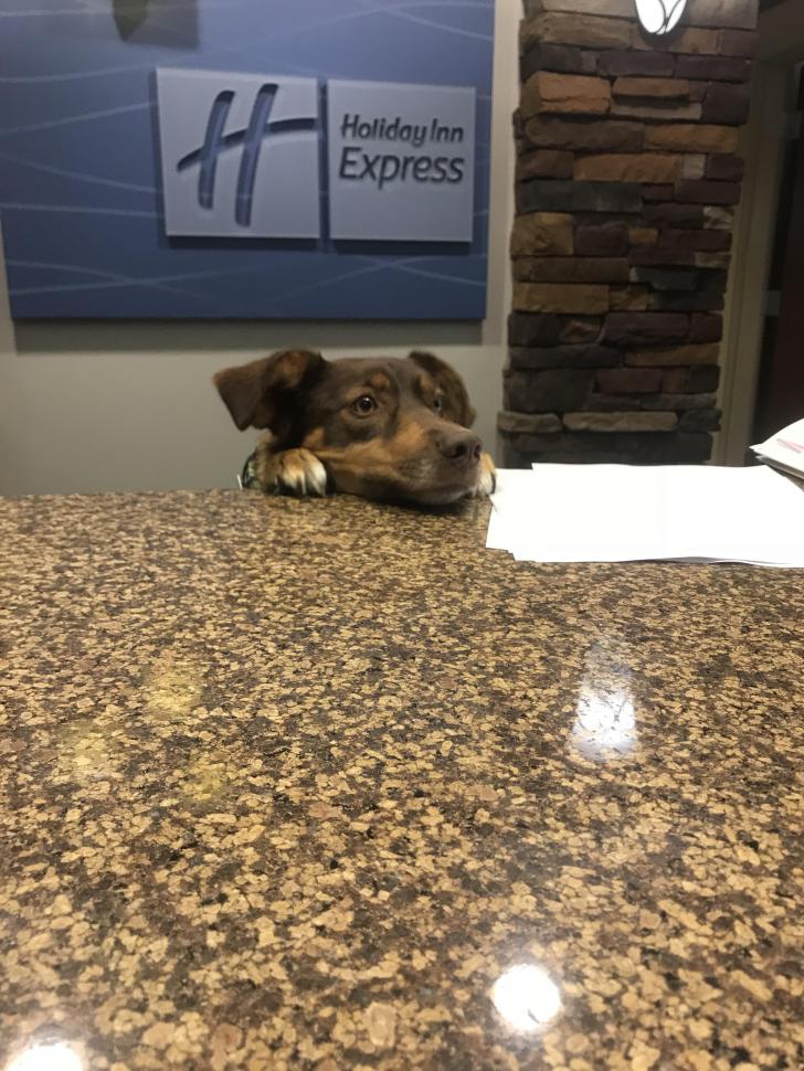 The+best+hotel+receptionist.