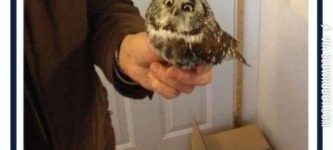 Sassy+owl+isn%26%23039%3Bt+amused.