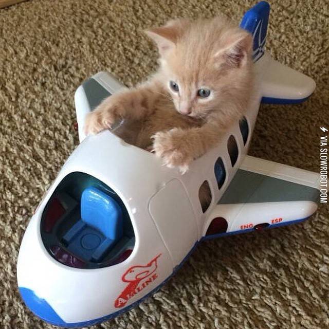 Kitten+ready+for+takeoff