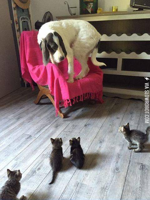 Little+kittens+can+be+very+scary