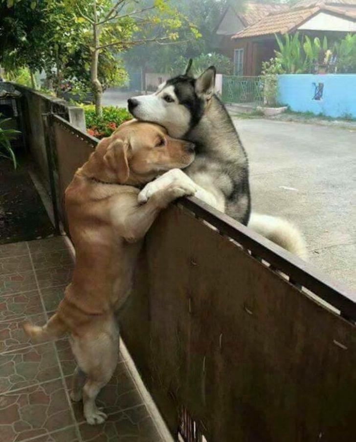 True+love+knows+no+fences