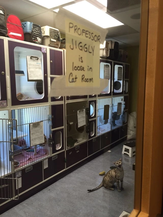 watch+out+for+jiggles%26%238230%3B