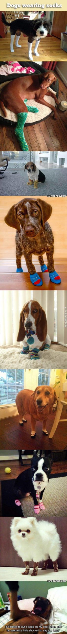 Dogs+wearing+socks.