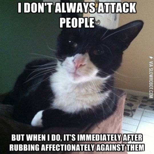 Cat+logic.