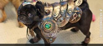 PUG+OF+WAR%21