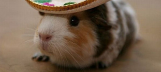 A+Guinea+Pig+with+a+Hat