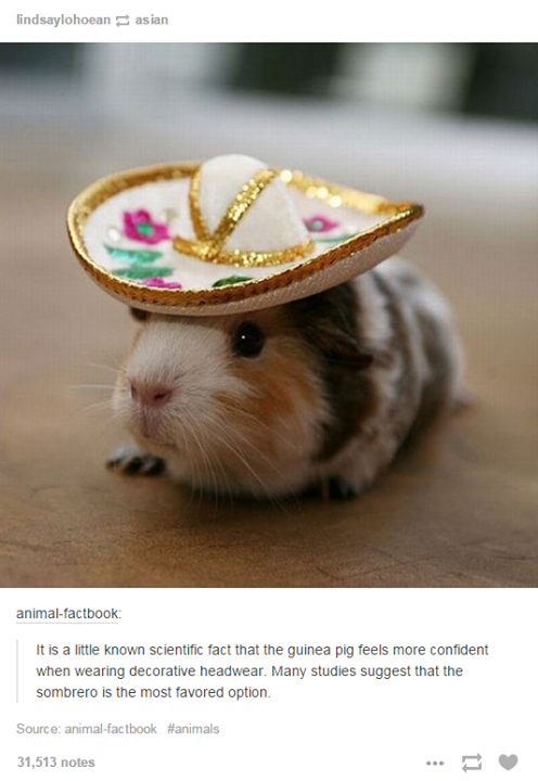 A+Guinea+Pig+with+a+Hat